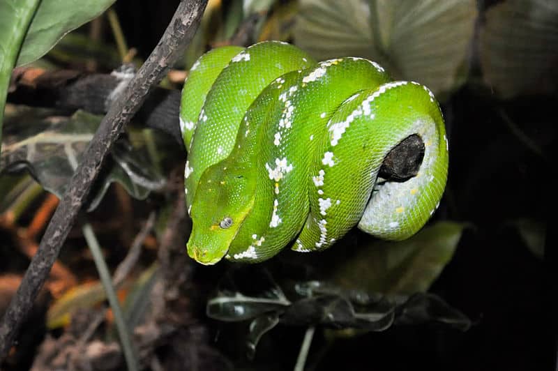 Green Tree Python Care Sheet - Reptiles Magazine