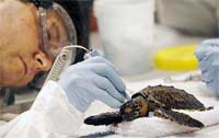 Sea Turtles Affected By Oil Disaster