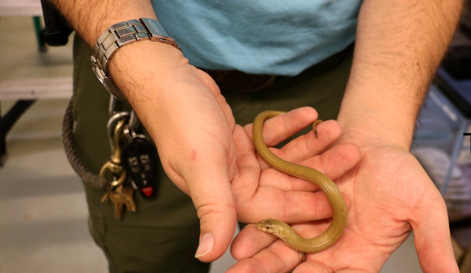 Russian Legless Lizard Born At National Mississippi River Museum & Aquarium