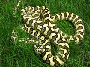Carpet Python Care Sheet - Reptiles Magazine