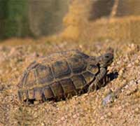 Desert Tortoise: Most Unusual Insurance Claim