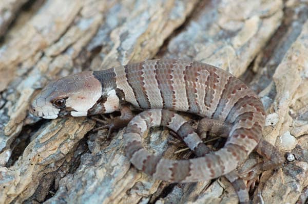 Pink-Tongued Skink Care And Breeding