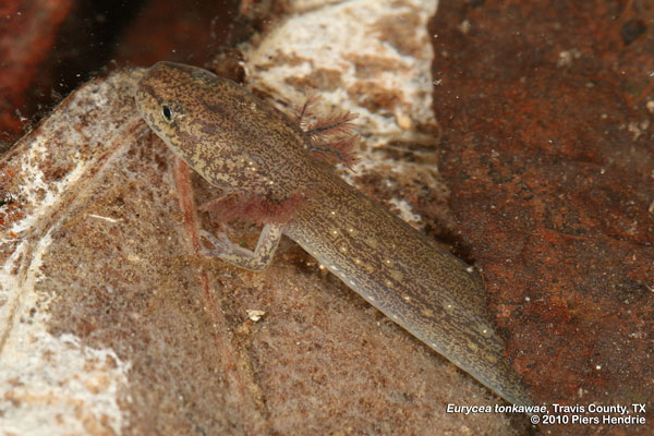 Jollyville plateau salamander