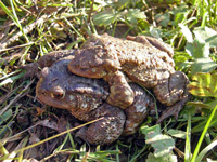Some scientists believe the European toad may be able to predict earthquakes based on behavioral changes
