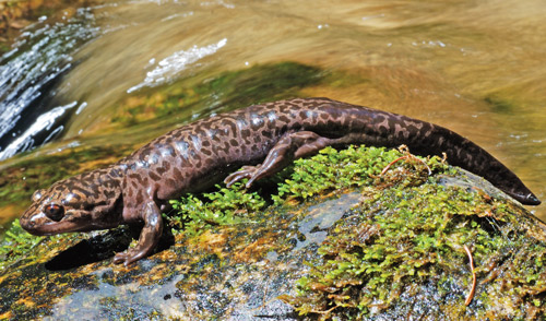 Idaho giant salamander
