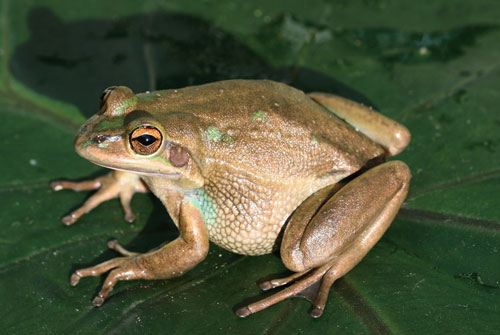 Endangered green and golden bell frog (Litoria aurea).