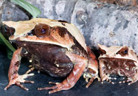 Malaysian Horned Frogs are rarely bred in captivity