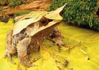 Malaysian Horned Frogs Care Info
