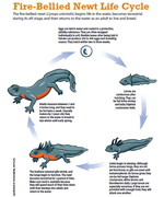 Fire-Bellied Newt Life Cycle