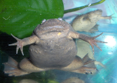 silurana frog