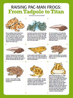 ReptileChannel.com's Tapdole to Frog Metamorphosis chart
