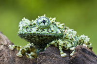 Vietnamese mossy frog