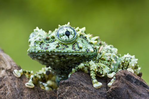 If Pennsylvania House Bill 2233 becomes law, pet owners would require a $25 a year possession permit and dealers would pay a $200 dealer permit. Vietnamese mossy frog. Photo credit: Thinkstock