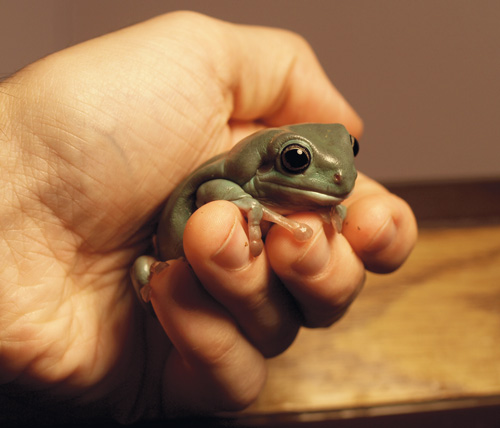 White's Treefrogs - Reptiles Magazine