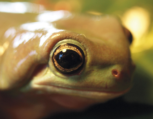 White's treefrog