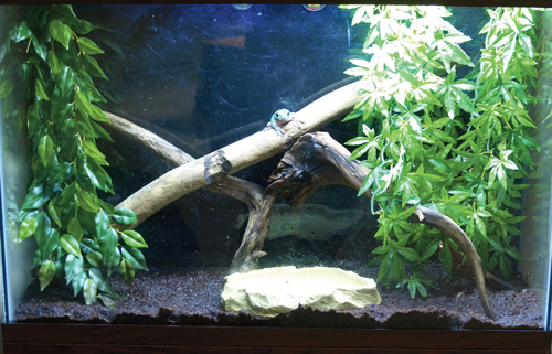 white's treefrog enclosure