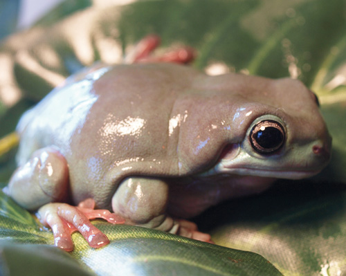 White's treefrog