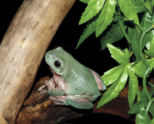 White's treefrog