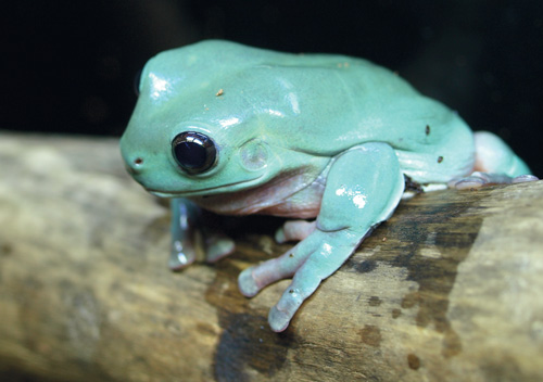 How to Care for Australian Tree Frogs