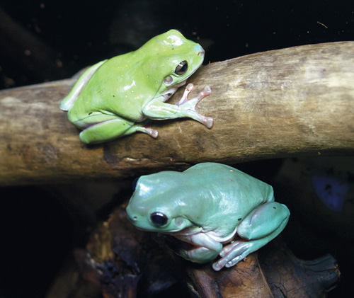 white's treefrog