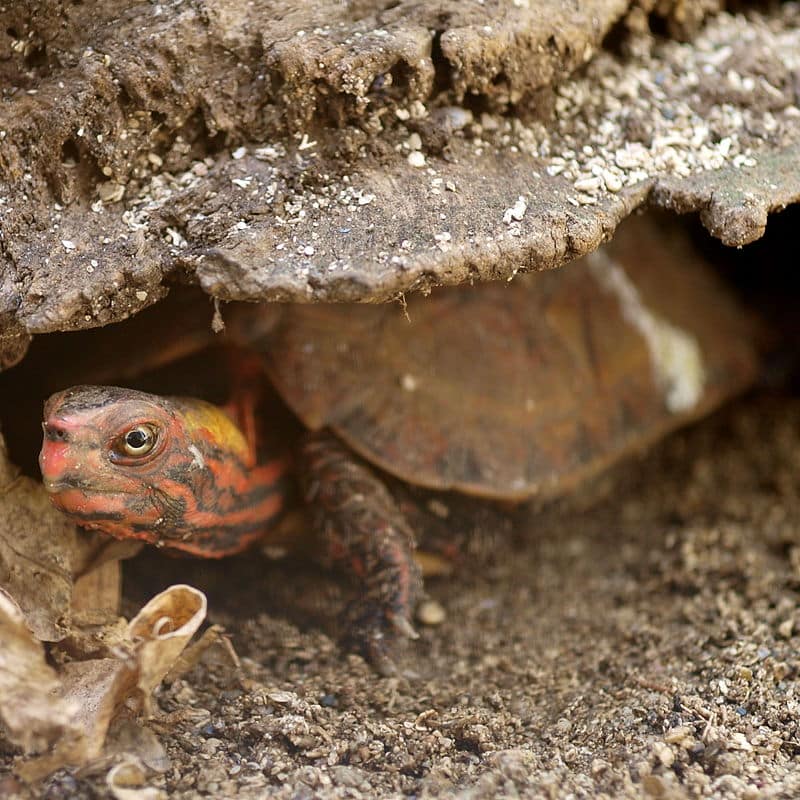 64 Turtles Stolen From Okinawa Zoo