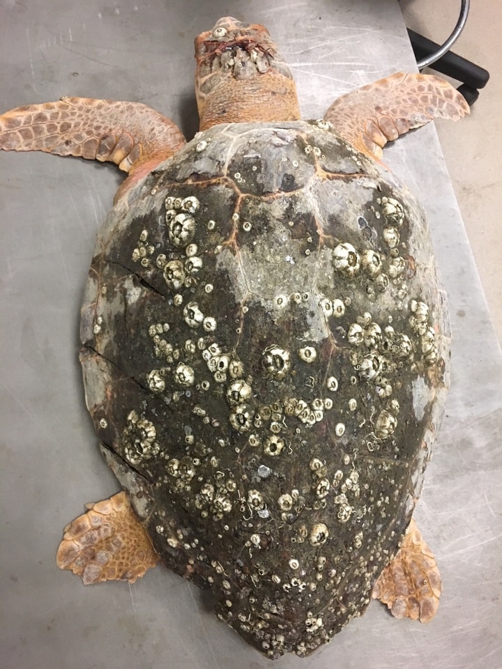 Reward For Information Leading To Death of Sea Turtle Upped By $5,000
