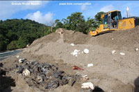 Leatherback Sea Turtle Hatchlings Crushed To Death In Trinidad And Tobago Erosion Mitigation Debacle Leatherback Sea Turtle Hatchlings Crushed To Death In Trinidad And Tobago Erosion Mitigation Debacle