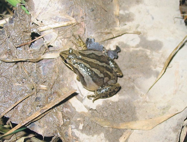Herping The Rare Western Chorus Frog