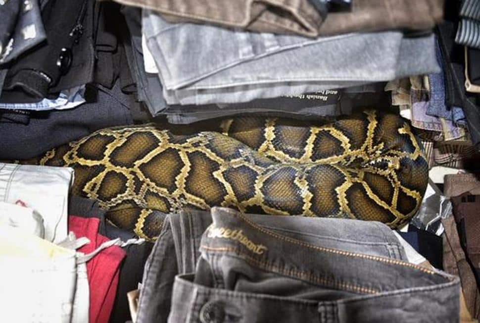 Florida Woman Looking For Flea Market Bargains Finds An 8-Foot Burmese Python