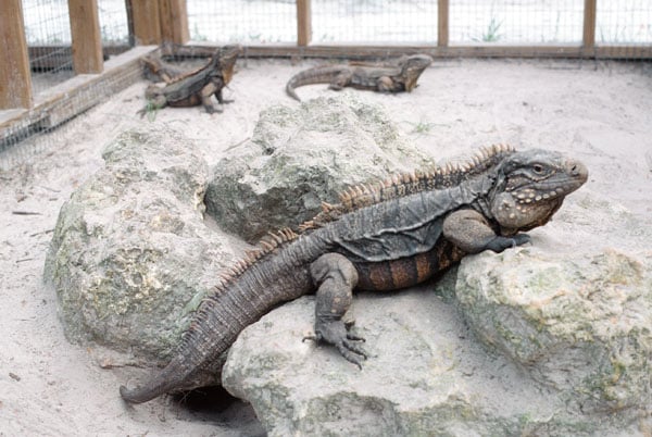 Cuban Rock Iguana Care Tips