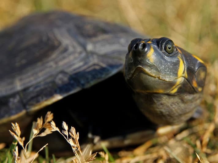 Yellow Spotted River Turtle Shutterstock 81265900