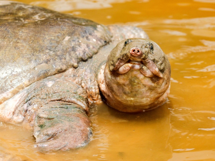 Recent Sighting Puts Yangtze Giant Softshell Turtle Population To Four Individuals