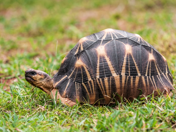 Man Charged In Indonesia For Illegally Possessing Two Radiated Tortoises