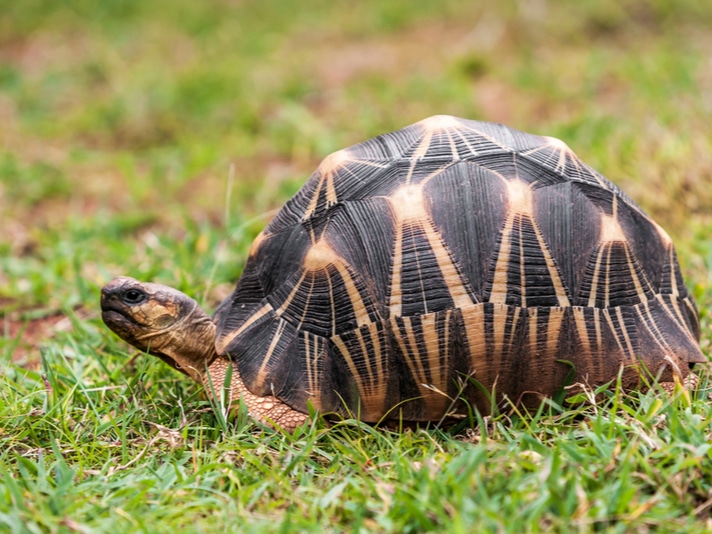 Houston Zoo's 90-year-old tortoise 'Mr. Pickles' is a first-time