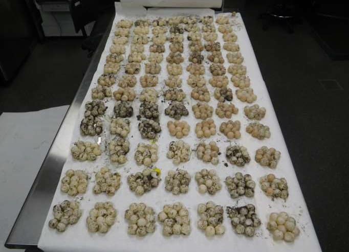 Couple Gets Six Months for Smuggling Sea Turtle Eggs into California