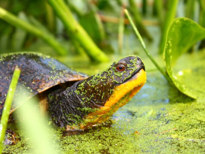 Healthy Population of Blanding’s Turtles Discovered in Nova Scotia