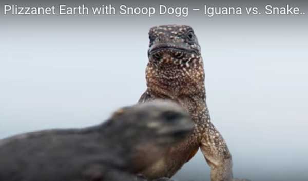Snoop Dogg Voice Overs BBC’s "Planet Earth 2" Featuring Galapagos Racers and Baby Marine Iguanas