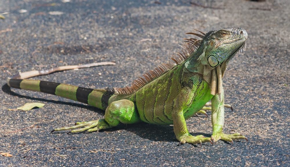 Florida Hires Iguana Trapper To Control The Green Iguana - Reptiles