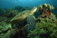 Green Sea Turtles Thrive In Marine Protected Areas