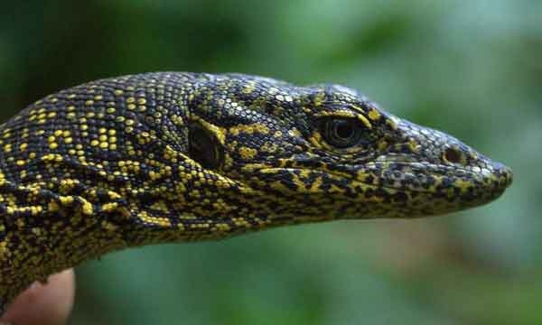 Monitor Lizard Rediscovered in Papua New Guinea