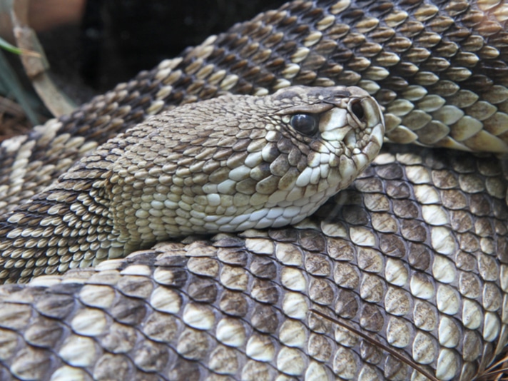 Promising Venomous Snakebite Therapy Slows Snake Venom Effects For Up To An Hour