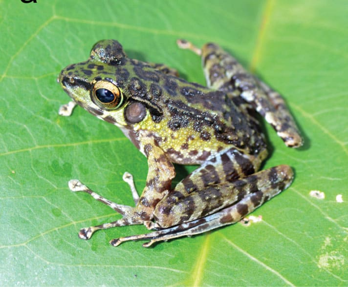 Two New Frog Species Discovered In Sumatra