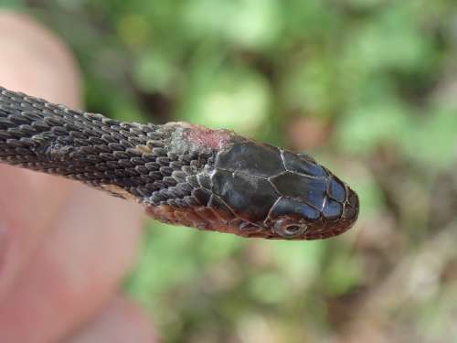 Bad News For Louisiana As Snake Fungal Disease Confirmed In The State