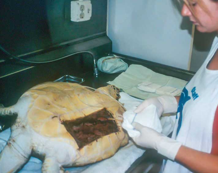 The Vet Report: Puka, The Sea Turtle With A Hole