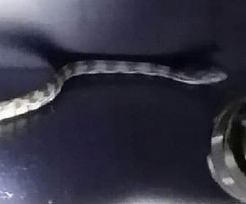 NBA Player Scared By Snake In Texas Locker Room Before Western Conference Semifinal Game