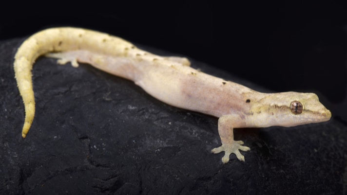 Why Salamanders Can Regenerate Perfect Tails But Lizards Cannot