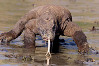 Komodo Dragon Attacks Park Employees At Komodo National Park
