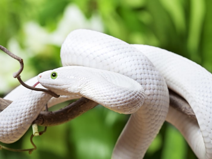 The Appeal of Whiteness in Reptiles