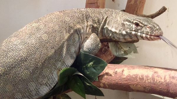 Nile Monitor In Tucson, AZ Is Looking For Its Owner
