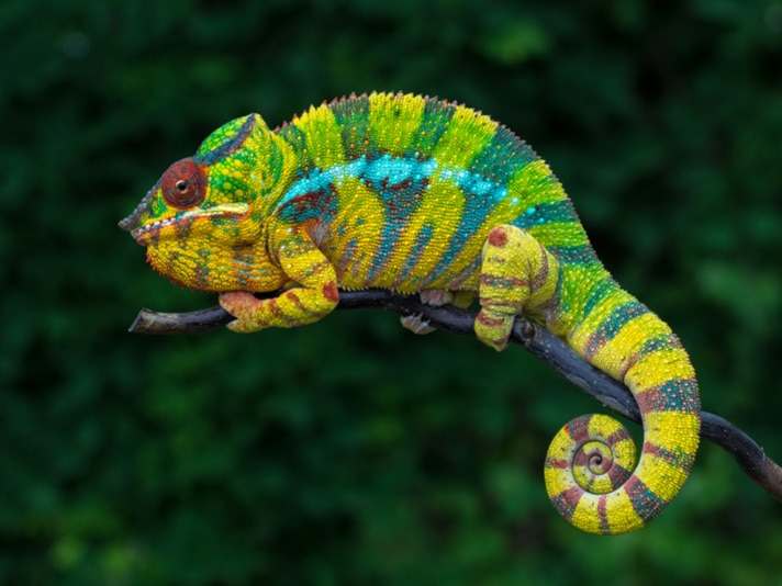 The Panther Chameleon Is Actually 11 Distinct Species
